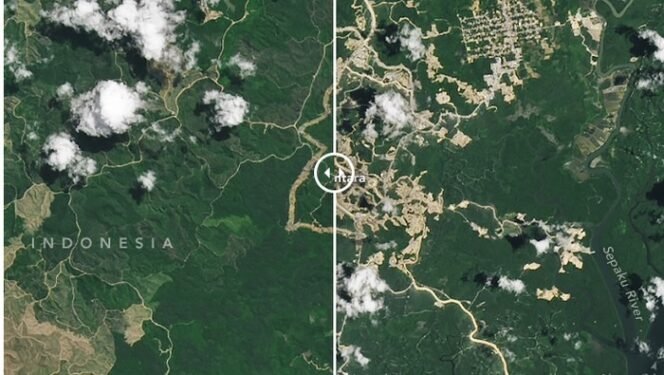 
					Perbandingan hutan Ibu Kota Nusantara (IKN) pada 2022 dan 2024 (Foto: Earth Observatory NASA)